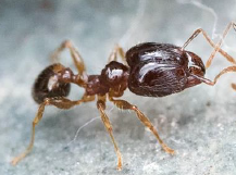 fire ant